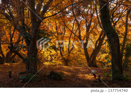 秋の長崎県雲仙市　紅葉の三十路苑 137754740