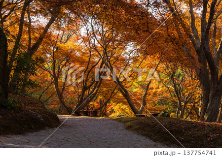 秋の長崎県雲仙市　紅葉の三十路苑 137754741