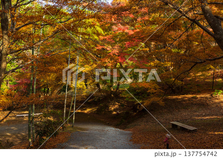 秋の長崎県雲仙市　紅葉の三十路苑 137754742