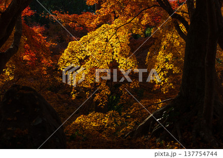 秋の長崎県雲仙市 紅葉の三十路苑 秋の長崎県雲仙市 紅葉の三十路苑 137754744