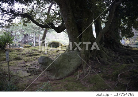 苔むした地面と大木の根 137754769