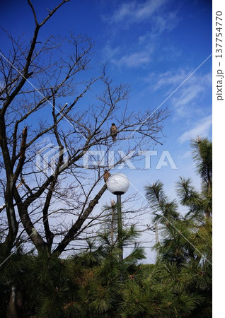 冬の青空と木の枝 冬の青空と木の枝 137754770