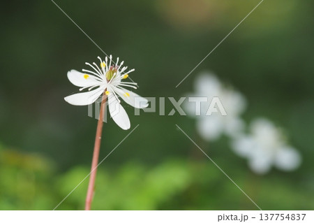 森に咲くバイカオウレンの花 森に咲くバイカオウレンの花 137754837