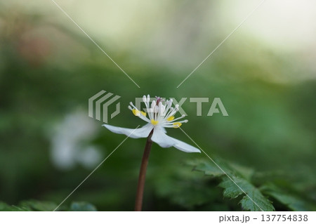 バイカオウレンの花のアップ 137754838