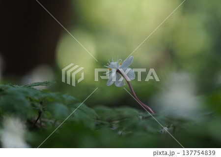 バイカオウレンの花のアップ　後ろ姿 137754839