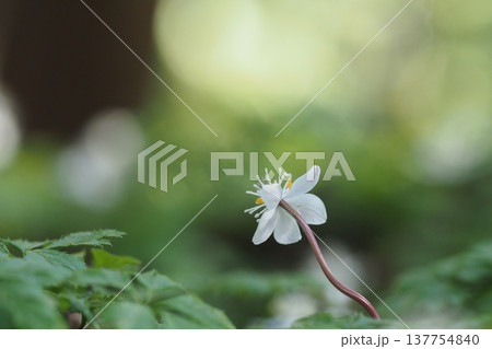 バイカオウレンの花の後ろ姿 137754840