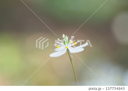 バイカオウレンの花のアップ バイカオウレンの花のアップ 137754843