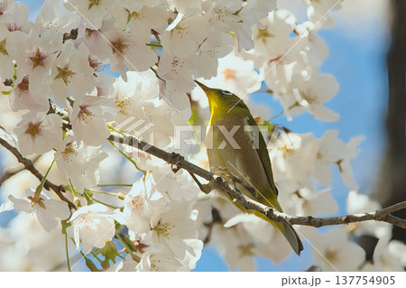 満開の桜の蜜を吸うメジロ 137754905