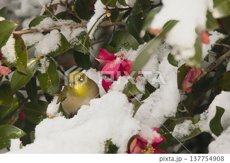雪の中で遊ぶメジロ 雪の中で遊ぶメジロ 137754908