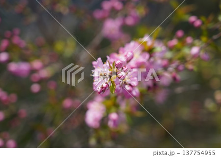 岡山城 花 岡山城 花 137754955