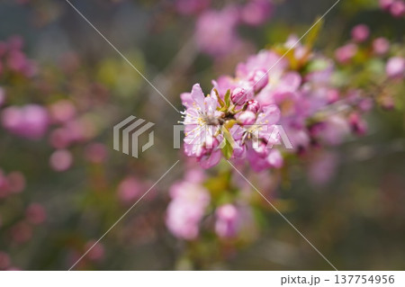 岡山城 花 岡山城 花 137754956