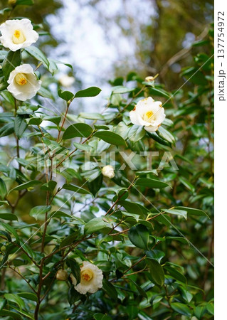 岡山城 花 岡山城 花 137754972
