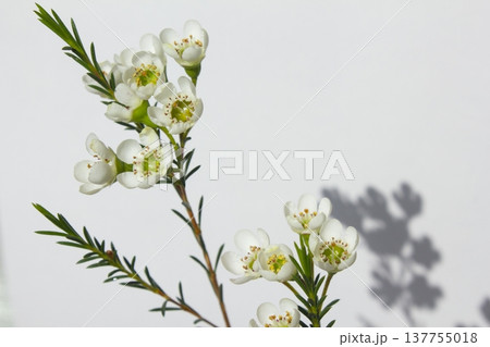 Wax flower with white background and white flowers 137755018