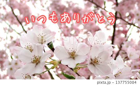 【メッセージ】いつもありがとう(背景:さくら)16:9 【メッセージ】いつもありがとう(背景:さくら)16:9 137755084