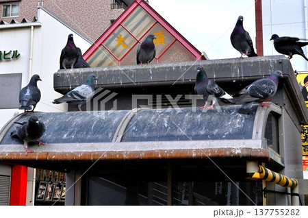 屋根にとまる鳩 137755282