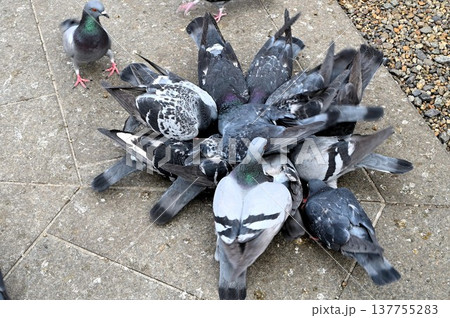 エサに集まる鳩 137755283