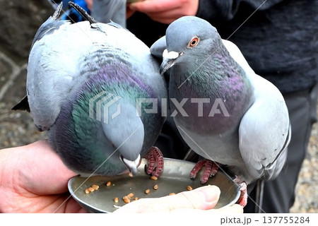 手にのってエサを食べるハト 手にのってエサを食べるハト 137755284