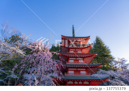 【春素材】朝の新倉山浅間公園の忠霊塔と桜【山梨県】 【春素材】朝の新倉山浅間公園の忠霊塔と桜【山梨県】 137755379