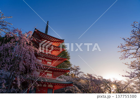【春素材】朝の新倉山浅間公園の忠霊塔と桜【山梨県】 【春素材】朝の新倉山浅間公園の忠霊塔と桜【山梨県】 137755380