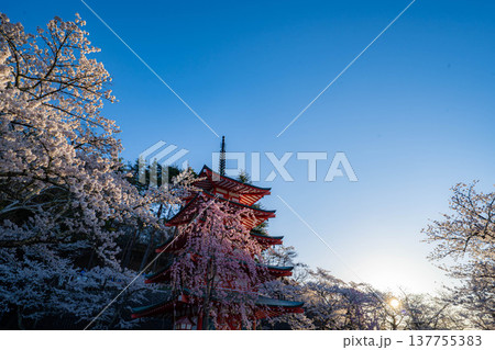 【春素材】朝の新倉山浅間公園の忠霊塔と桜【山梨県】 【春素材】朝の新倉山浅間公園の忠霊塔と桜【山梨県】 137755383