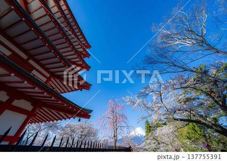 【春素材】朝の新倉山浅間公園の忠霊塔と桜【山梨県】 【春素材】朝の新倉山浅間公園の忠霊塔と桜【山梨県】 137755391