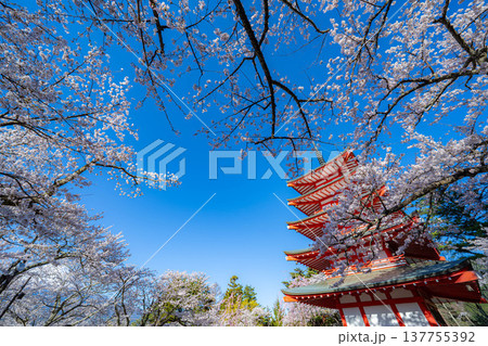 【春素材】朝の新倉山浅間公園の忠霊塔と桜【山梨県】 【春素材】朝の新倉山浅間公園の忠霊塔と桜【山梨県】 137755392