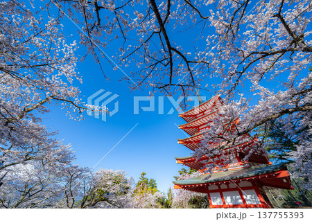 【春素材】朝の新倉山浅間公園の忠霊塔と桜【山梨県】 137755393