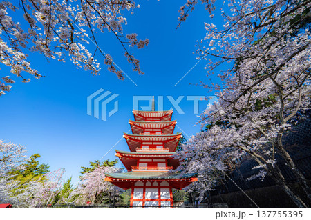 【春素材】朝の新倉山浅間公園の忠霊塔と桜【山梨県】 【春素材】朝の新倉山浅間公園の忠霊塔と桜【山梨県】 137755395