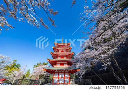 【春素材】朝の新倉山浅間公園の忠霊塔と桜【山梨県】 137755396