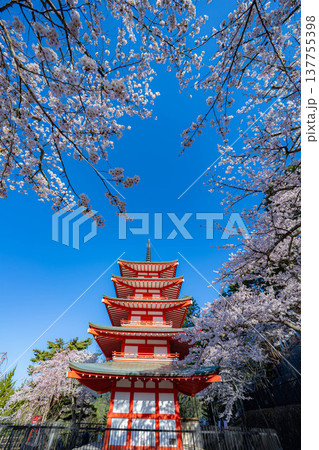 【春素材】朝の新倉山浅間公園の忠霊塔と桜【山梨県】 【春素材】朝の新倉山浅間公園の忠霊塔と桜【山梨県】 137755398