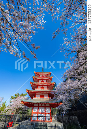 【春素材】朝の新倉山浅間公園の忠霊塔と桜【山梨県】 137755399