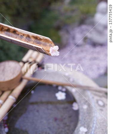 桜の花びらたち手水舎に舞い落ちる 桜の花びらたち手水舎に舞い落ちる 137755419