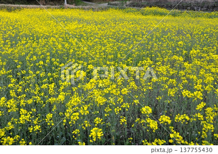 春の訪れを告げる菜の花畑 春の訪れを告げる菜の花畑 137755430