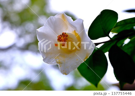 白い椿の花 白い椿の花 137755446