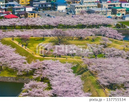 緑の芝生がある城跡の土塁と遊歩道を彩る満開の桜並木と行き交う人々の俯瞰風景 (北海道、函館) 137755534