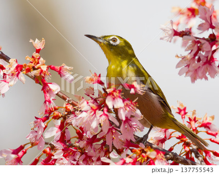 オカメザクラの花にとまるメジロ(Japanese white-eye on Okame cherry オカメザクラの花にとまるメジロ(Japanese white-eye on Okame cherry 137755543