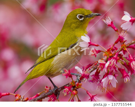 オカメザクラの花にとまるメジロ（Japanese white-eye on Okame cherry 137755544