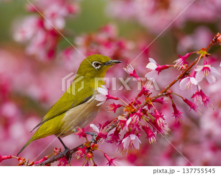 オカメザクラの花にとまるメジロ（Japanese white-eye on Okame cherry 137755545