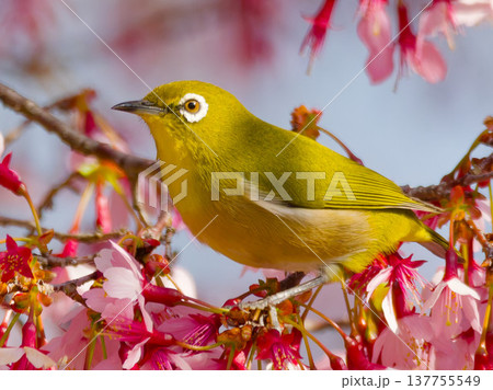 オカメザクラの花にとまるメジロ（Japanese white-eye on Okame cherry 137755549