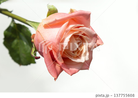 It's a pink rose in full bloom. It's a pink rose in full bloom. 137755608