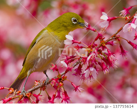 オカメザクラの蜜を吸うメジロ(Japanese white-eye feeding on Okame オカメザクラの蜜を吸うメジロ(Japanese white-eye feeding on Okame 137755614