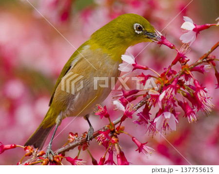 オカメザクラの蜜を吸うメジロ(Japanese white-eye feeding on Okame オカメザクラの蜜を吸うメジロ(Japanese white-eye feeding on Okame 137755615