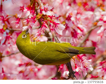 オカメザクラの蜜を吸うメジロ（Japanese white-eye feeding on Okame 137755616