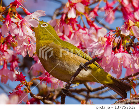 オカメザクラの蜜を吸うメジロ（Japanese white-eye feeding on Okame 137755618