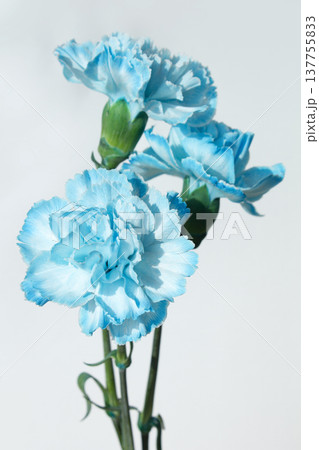 It is a blue carnation . It is a blue carnation . 137755833
