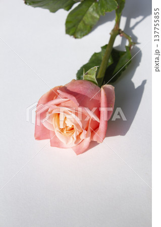It's a pink rose in full bloom. It's a pink rose in full bloom. 137755855