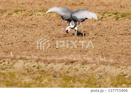田んぼで餌を探すナベヅル 田んぼで餌を探すナベヅル 137755906