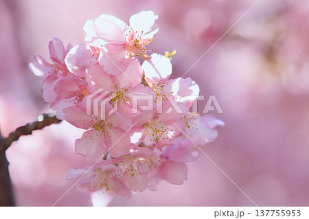 春の訪れを告げる河津桜 春の訪れを告げる河津桜 137755953