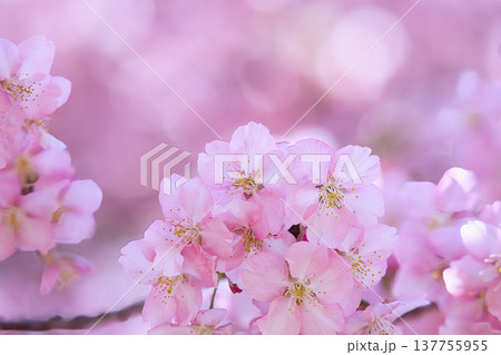 春の訪れを告げる河津桜 137755955