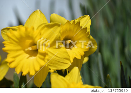 黄色いスイセンの花 黄色いスイセンの花 137755980